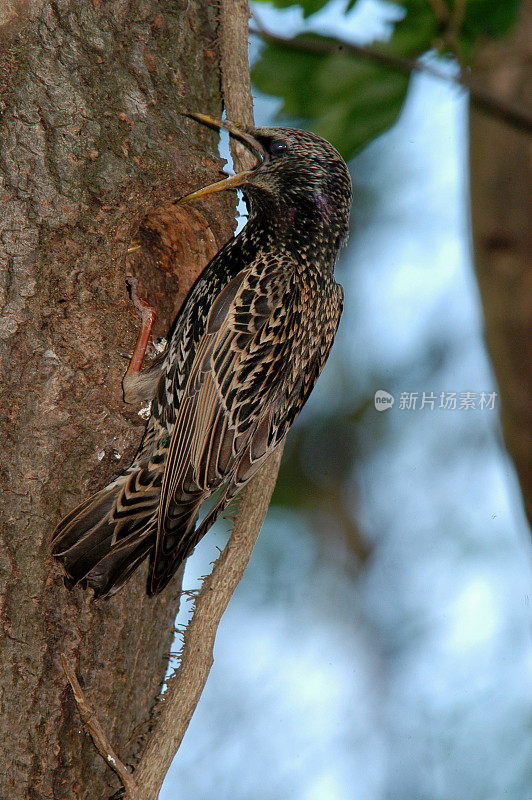 筑巢的椋鸟(Sturnus vulgaris)